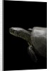 Emys orbicularis (european pond turtle) by Anonymous