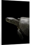 Emys orbicularis (european pond turtle) by Anonymous