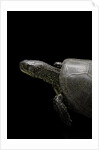 Emys orbicularis (european pond turtle) by Anonymous