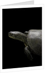 Emys orbicularis (european pond turtle) by Anonymous