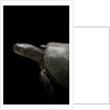Emys orbicularis (european pond turtle) by Anonymous