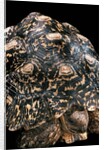 Geochelone pardalis (leopard tortoise) by Anonymous