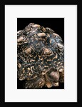 Geochelone pardalis (leopard tortoise) by Anonymous