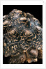 Geochelone pardalis (leopard tortoise) by Anonymous