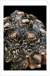 Geochelone pardalis (leopard tortoise) by Anonymous