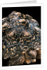 Geochelone pardalis (leopard tortoise) by Anonymous