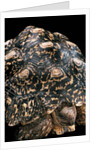 Geochelone pardalis (leopard tortoise) by Anonymous