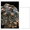 Geochelone pardalis (leopard tortoise) by Anonymous