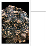 Geochelone pardalis (leopard tortoise) by Anonymous