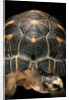Geochelone radiata (radiated tortoise) by Anonymous