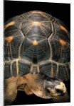 Geochelone radiata (radiated tortoise) by Anonymous