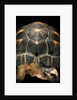 Geochelone radiata (radiated tortoise) by Anonymous