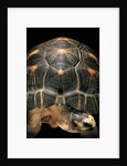 Geochelone radiata (radiated tortoise) by Anonymous