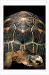 Geochelone radiata (radiated tortoise) by Anonymous