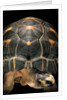 Geochelone radiata (radiated tortoise) by Anonymous