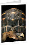 Geochelone radiata (radiated tortoise) by Anonymous