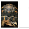 Geochelone radiata (radiated tortoise) by Anonymous