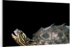 Graptemys nigrinoda (black-knobbed map turtle) by Anonymous