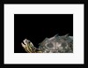 Graptemys nigrinoda (black-knobbed map turtle) by Anonymous