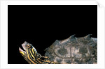 Graptemys nigrinoda (black-knobbed map turtle) by Anonymous