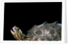 Graptemys nigrinoda (black-knobbed map turtle) by Anonymous