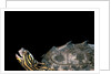 Graptemys nigrinoda (black-knobbed map turtle) by Anonymous