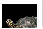 Graptemys nigrinoda (black-knobbed map turtle) by Anonymous