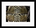 Heosemys spinosa (spiny turtle) by Anonymous