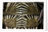 Heosemys spinosa (spiny turtle) by Anonymous