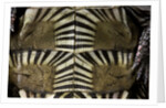 Heosemys spinosa (spiny turtle) by Anonymous