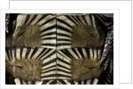 Heosemys spinosa (spiny turtle) by Anonymous