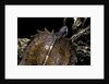Heosemys spinosa (spiny turtle) by Anonymous