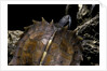 Heosemys spinosa (spiny turtle) by Anonymous