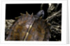 Heosemys spinosa (spiny turtle) by Anonymous