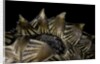 Heosemys spinosa (spiny turtle) by Anonymous