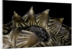 Heosemys spinosa (spiny turtle) by Anonymous