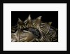 Heosemys spinosa (spiny turtle) by Anonymous