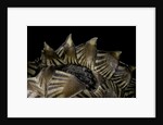 Heosemys spinosa (spiny turtle) by Anonymous