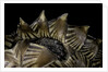 Heosemys spinosa (spiny turtle) by Anonymous