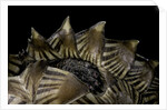 Heosemys spinosa (spiny turtle) by Anonymous