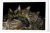 Heosemys spinosa (spiny turtle) by Anonymous