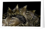 Heosemys spinosa (spiny turtle) by Anonymous