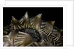 Heosemys spinosa (spiny turtle) by Anonymous