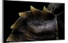 Heosemys spinosa (spiny turtle) by Anonymous