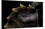 Heosemys spinosa (spiny turtle) by Anonymous