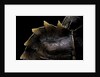 Heosemys spinosa (spiny turtle) by Anonymous