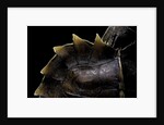 Heosemys spinosa (spiny turtle) by Anonymous