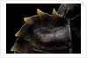 Heosemys spinosa (spiny turtle) by Anonymous