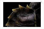 Heosemys spinosa (spiny turtle) by Anonymous