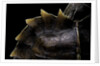 Heosemys spinosa (spiny turtle) by Anonymous
